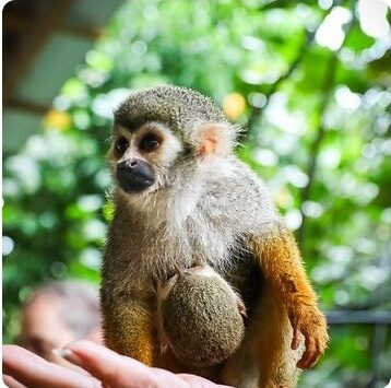 Monkey Home 8