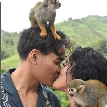 Monkey Home 5