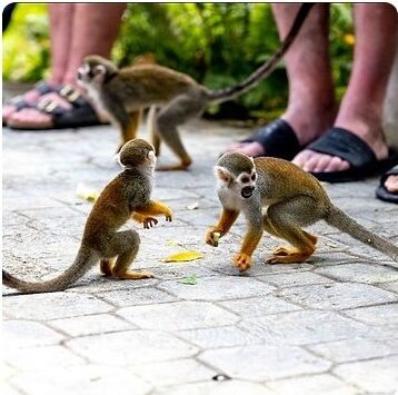 Monkey Home 4