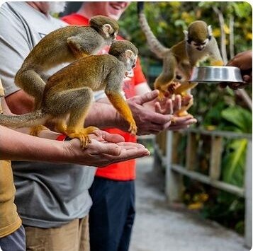 Monkey Home 3