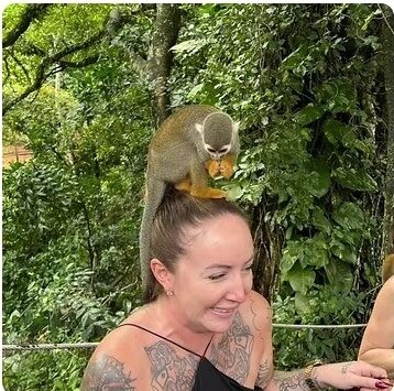 Monkey Home 2